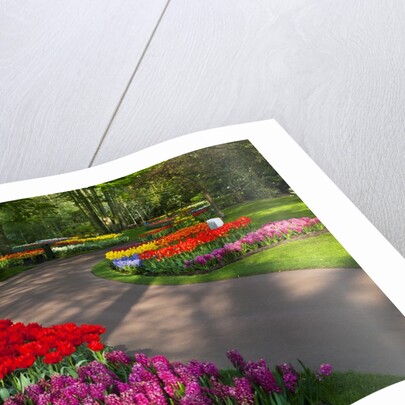 Walkway among tulips and hyacinth in Keukenhof Gardens by Anonymous