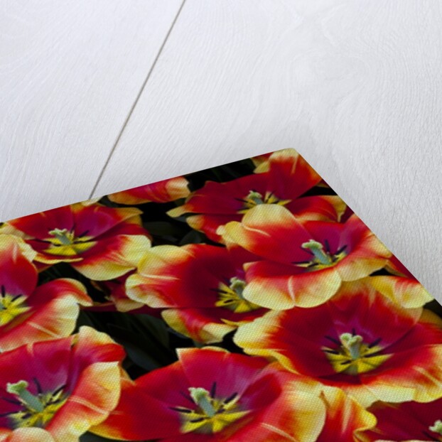 Tulips in Keukenhof Gardens by Anonymous