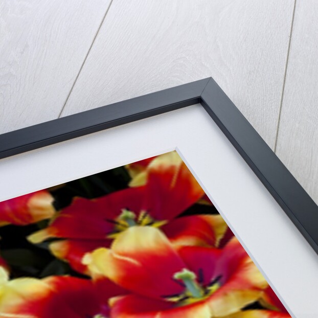 Tulips in Keukenhof Gardens by Anonymous