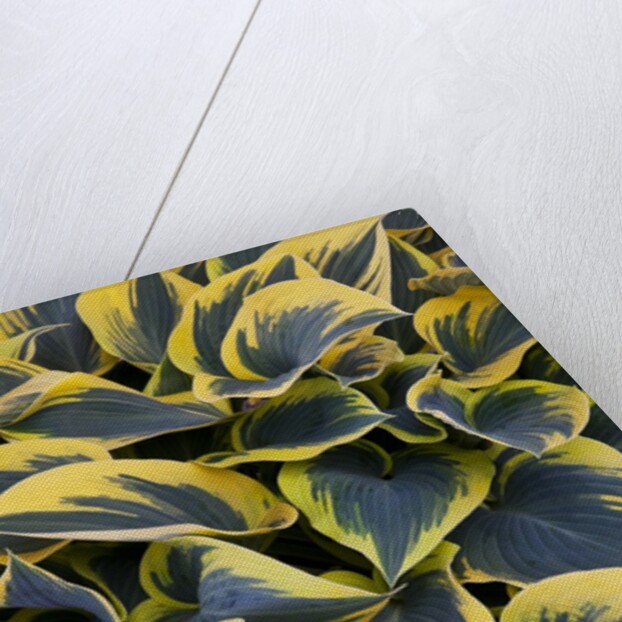 Hosta display in Keukenhof Gardens by Anonymous