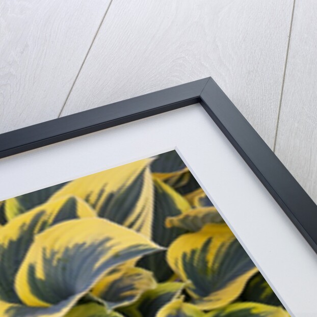 Hosta display in Keukenhof Gardens by Anonymous