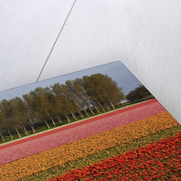 Tulip fields in springtime near Keukenhof Gardens by Anonymous
