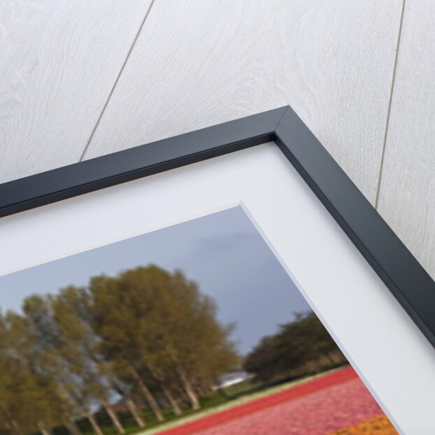Tulip fields in springtime near Keukenhof Gardens by Anonymous