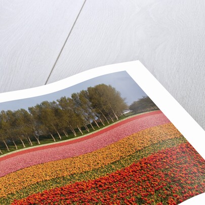 Tulip fields in springtime near Keukenhof Gardens by Anonymous
