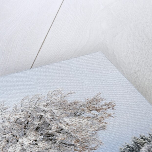 Hoar frost on beech trees in the Black Forest by Anonymous
