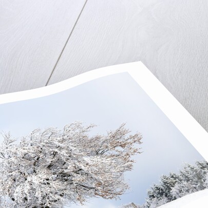 Hoar frost on beech trees in the Black Forest by Anonymous