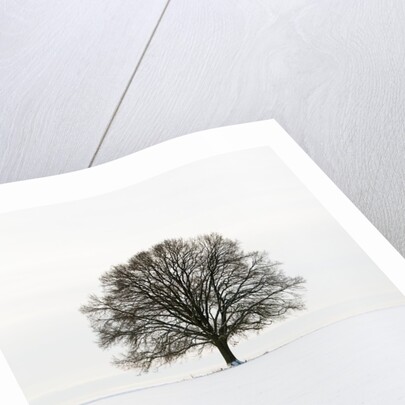 Old oak tree on a field in winter by Anonymous