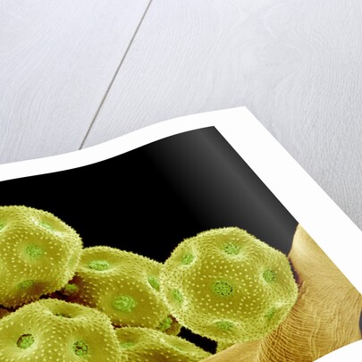 Chickweed Pollen by Anonymous