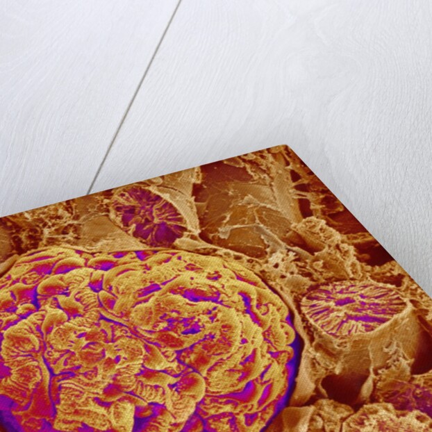 Glomerulus of kidney by Anonymous