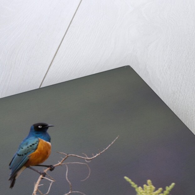 Superb Starling by Anonymous