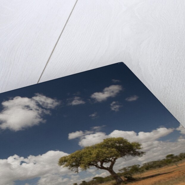Empty road in Laikipia, Kenya. by Anonymous