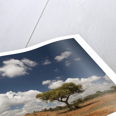 Empty road in Laikipia, Kenya. by Anonymous