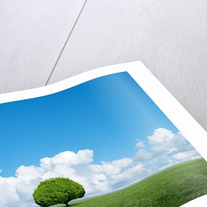Lone tree in grassland by Anonymous