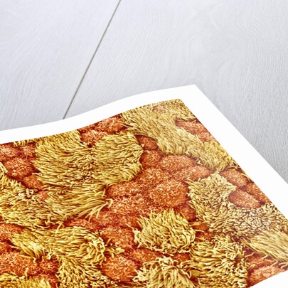 Cilia and mucous cells of oviduct (rat) by Anonymous