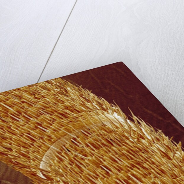 Antenna of ant by Anonymous