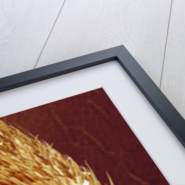 Antenna of ant by Anonymous