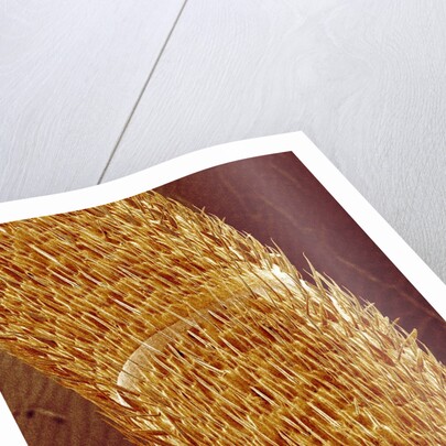 Antenna of ant by Anonymous