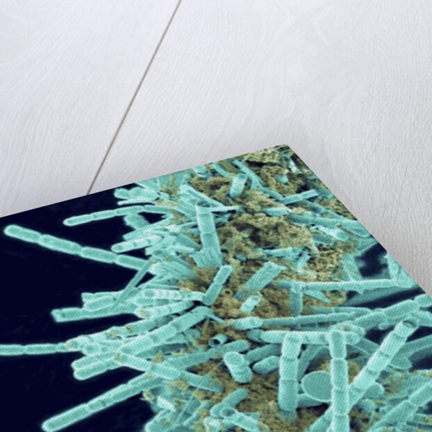 Marine Diatom by Anonymous