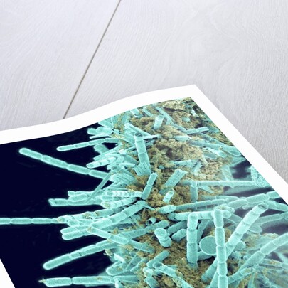 Marine Diatom by Anonymous