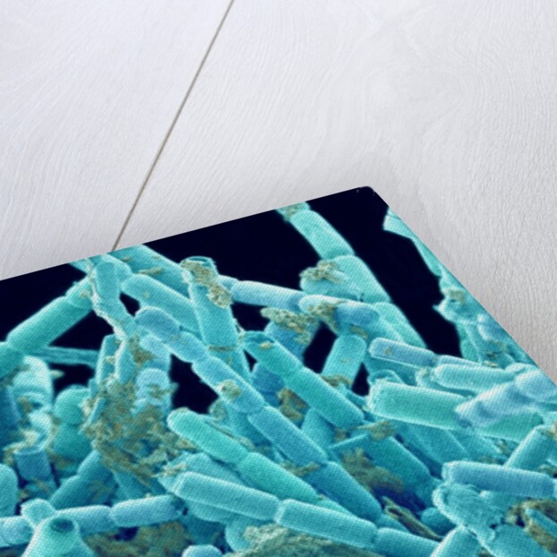 Marine Diatom by Anonymous