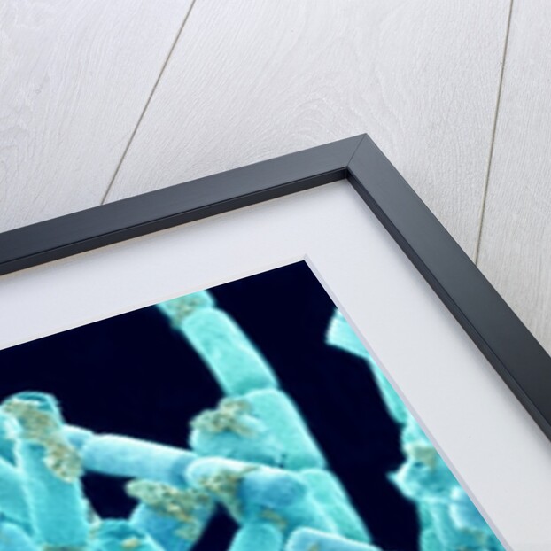 Marine Diatom by Anonymous