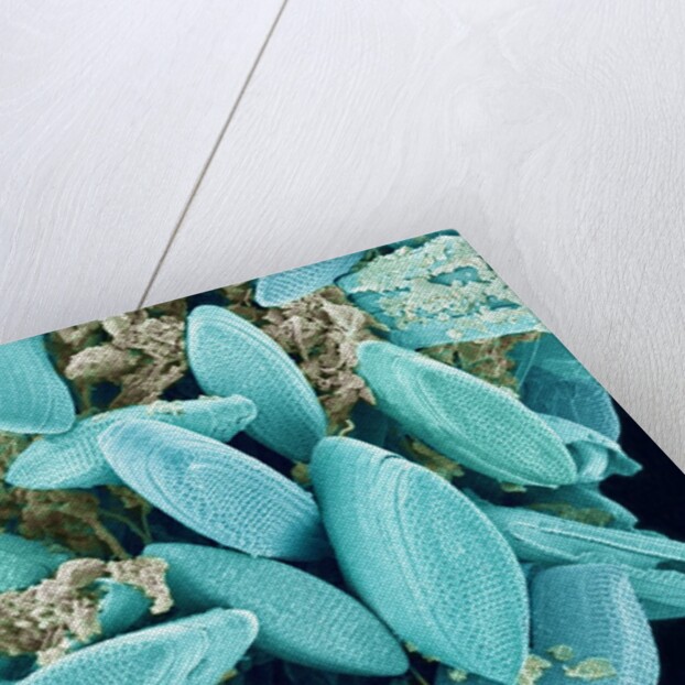 Marine Diatom by Anonymous