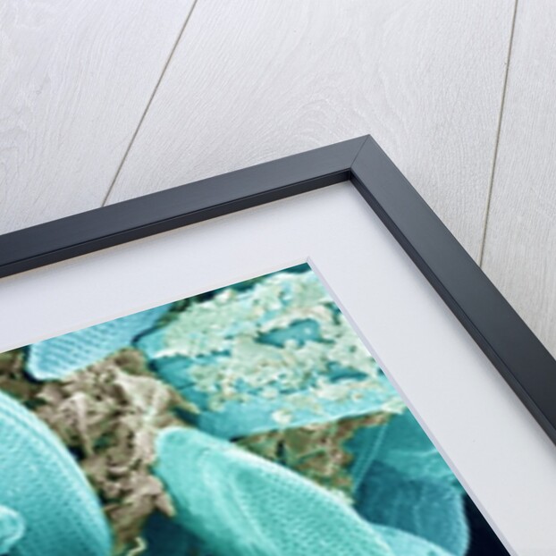 Marine Diatom by Anonymous