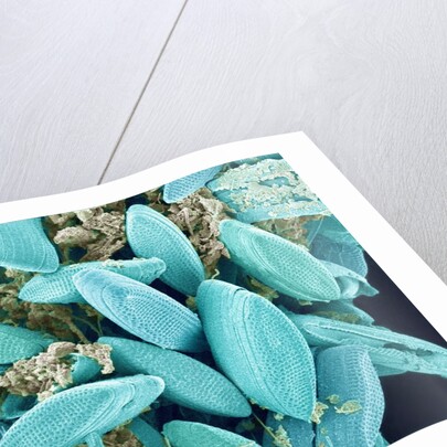 Marine Diatom by Anonymous