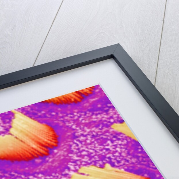 Sensory hair of inner ear (rat) by Anonymous