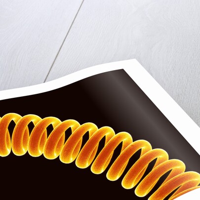 Filament of light bulb by Anonymous