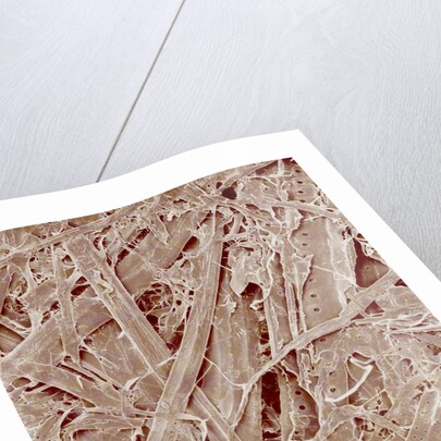 Magazine paper by Anonymous