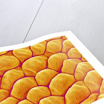 Chrysanthemum petal by Anonymous