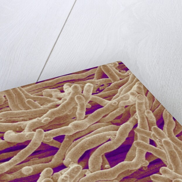 Mycelium of Mushroom by Anonymous