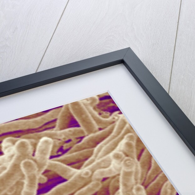 Mycelium of Mushroom by Anonymous