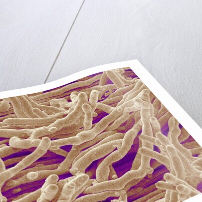 Mycelium of Mushroom by Anonymous