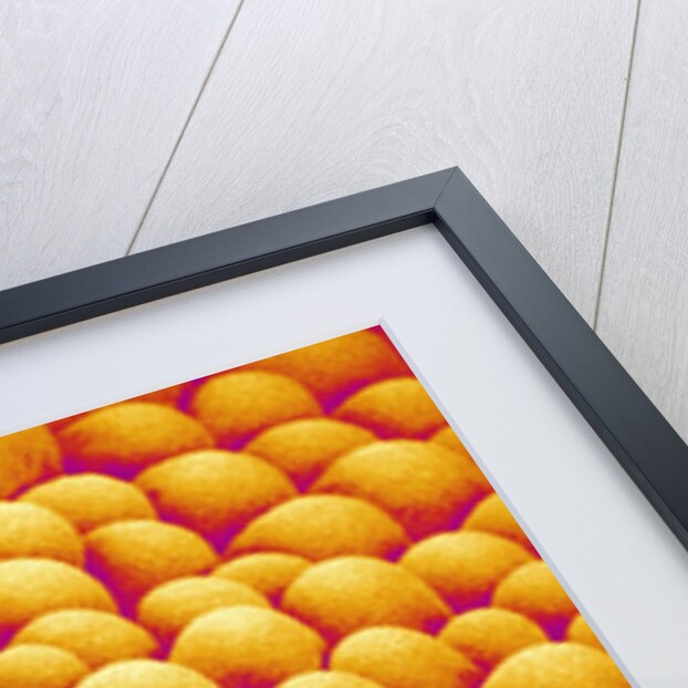 Chrysanthemum petal by Anonymous