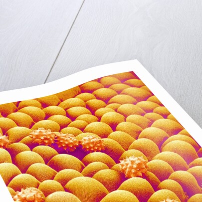 Chrysanthemum petal by Anonymous