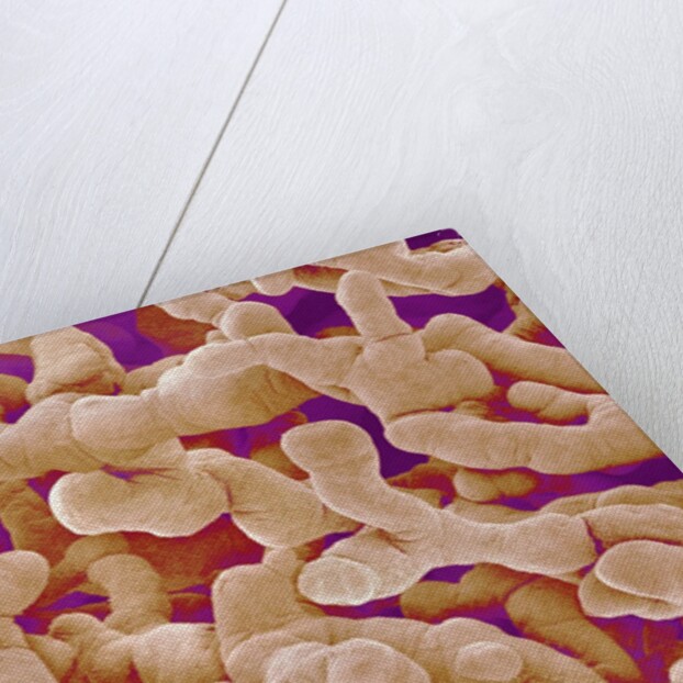 Human Placenta by Anonymous