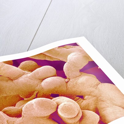 Human Placenta by Anonymous
