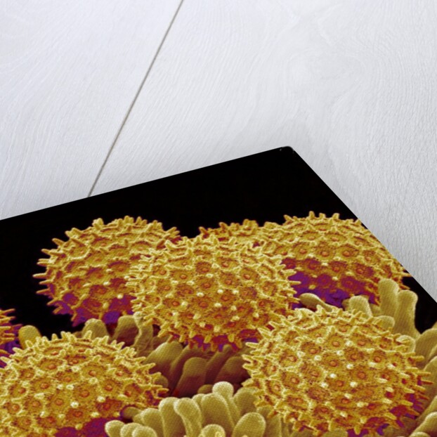 Pollen on pistel of a Morning glory by Anonymous