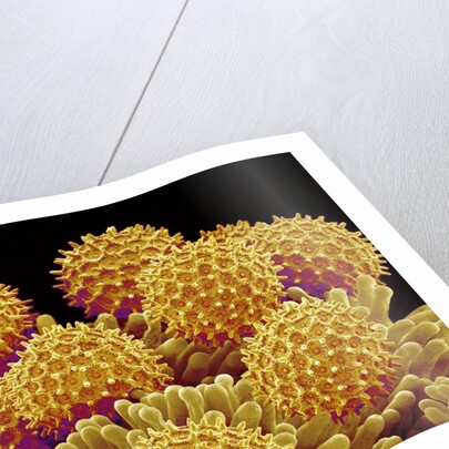 Pollen on pistel of a Morning glory by Anonymous