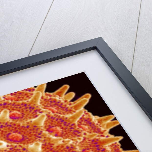 Pollen on pistel of Morning glory by Anonymous