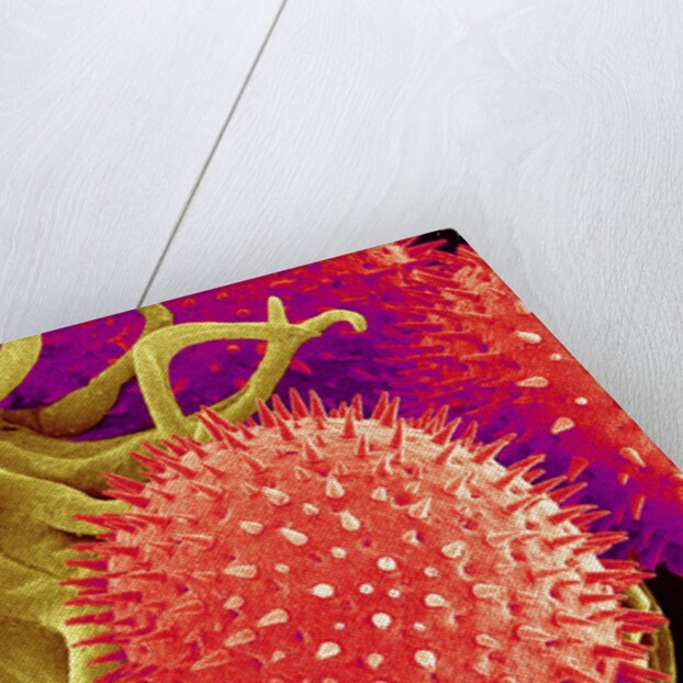 Pollen on Pistil of Mallow by Anonymous