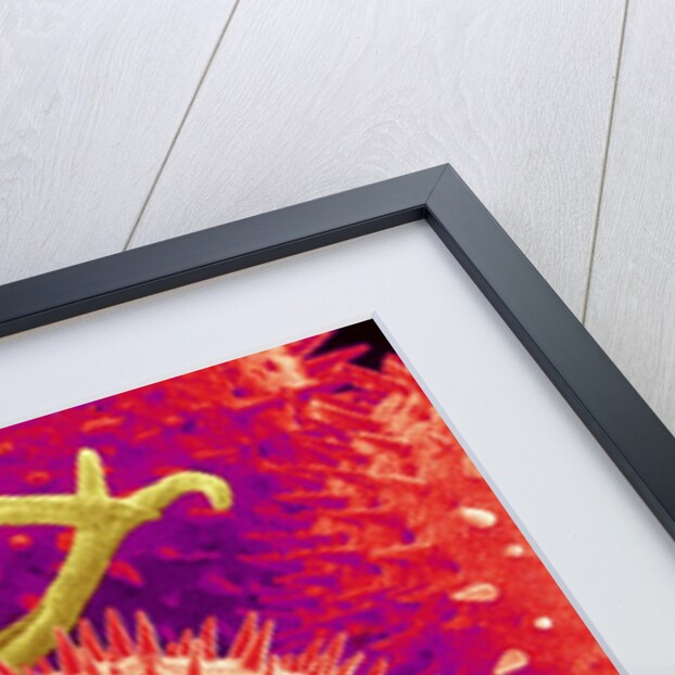 Pollen on Pistil of Mallow by Anonymous