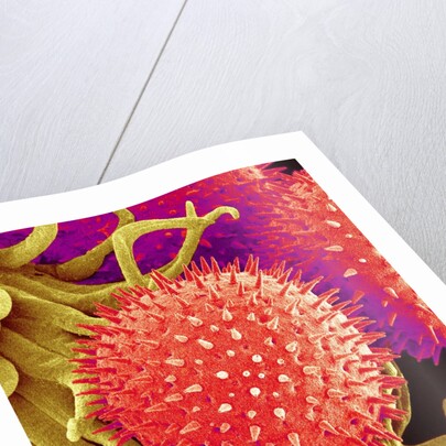 Pollen on Pistil of Mallow by Anonymous