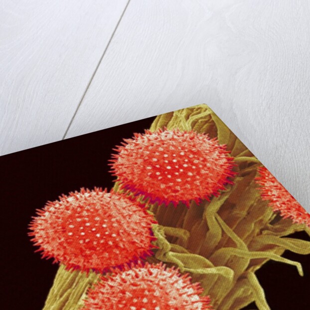 Pollen on Pistil of Mallow by Anonymous