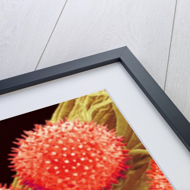 Pollen on Pistil of Mallow by Anonymous