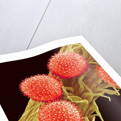 Pollen on Pistil of Mallow by Anonymous