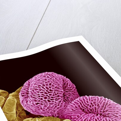 Pollen of a Geranium by Anonymous