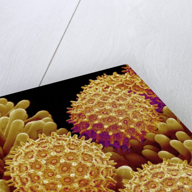 Pollen on pistel of Morning glory by Anonymous